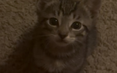 صورة قطة صغيرة